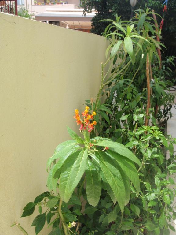 Aloe Apart Hotel Marmaris Exterior foto