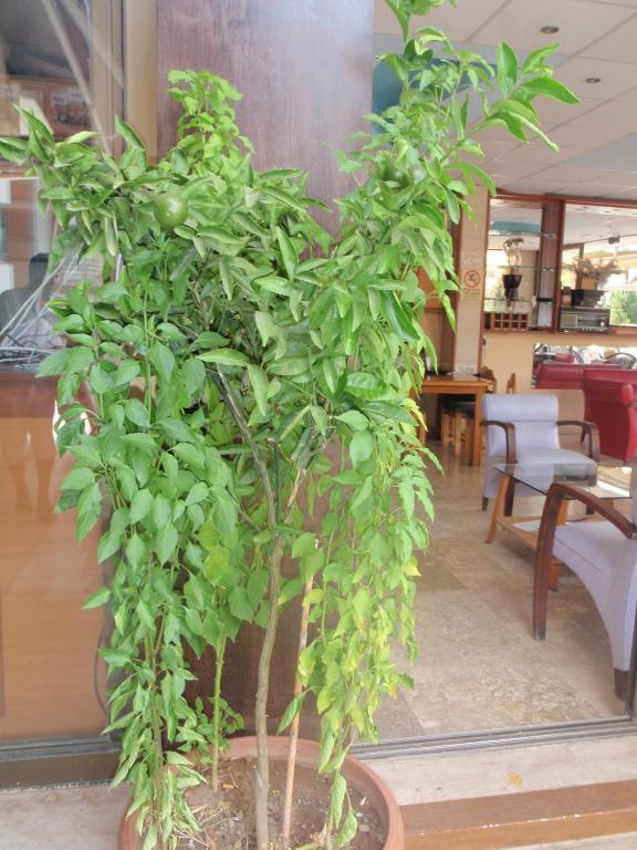 Aloe Apart Hotel Marmaris Exterior foto